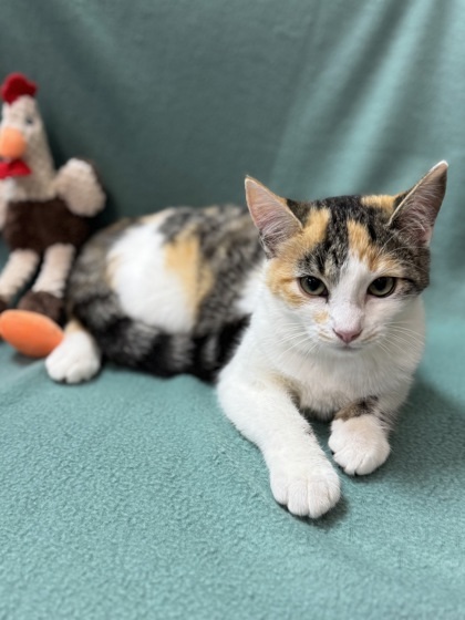 Bonnie $50 Petco Seneca 2