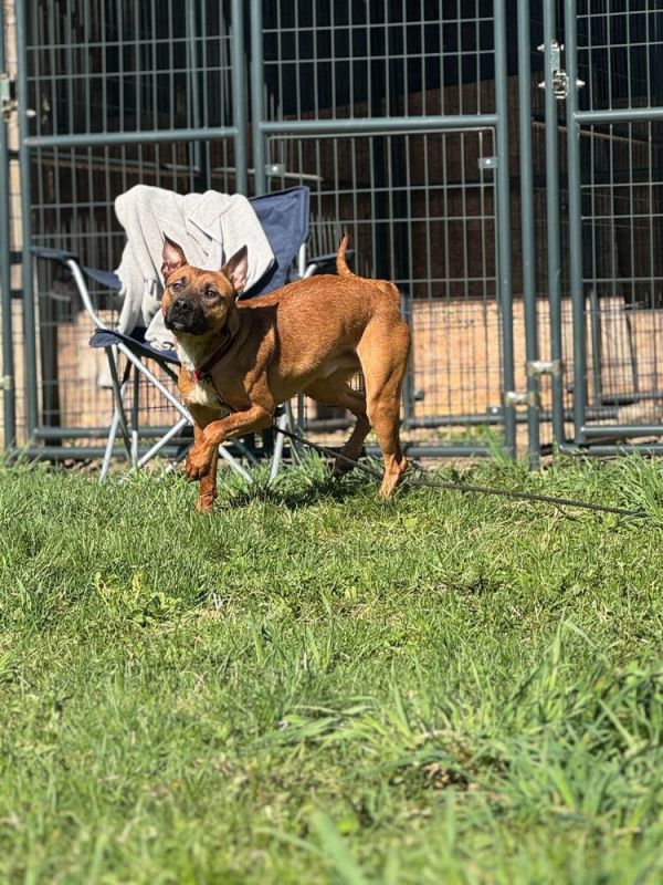 Fireball thumbnail 4