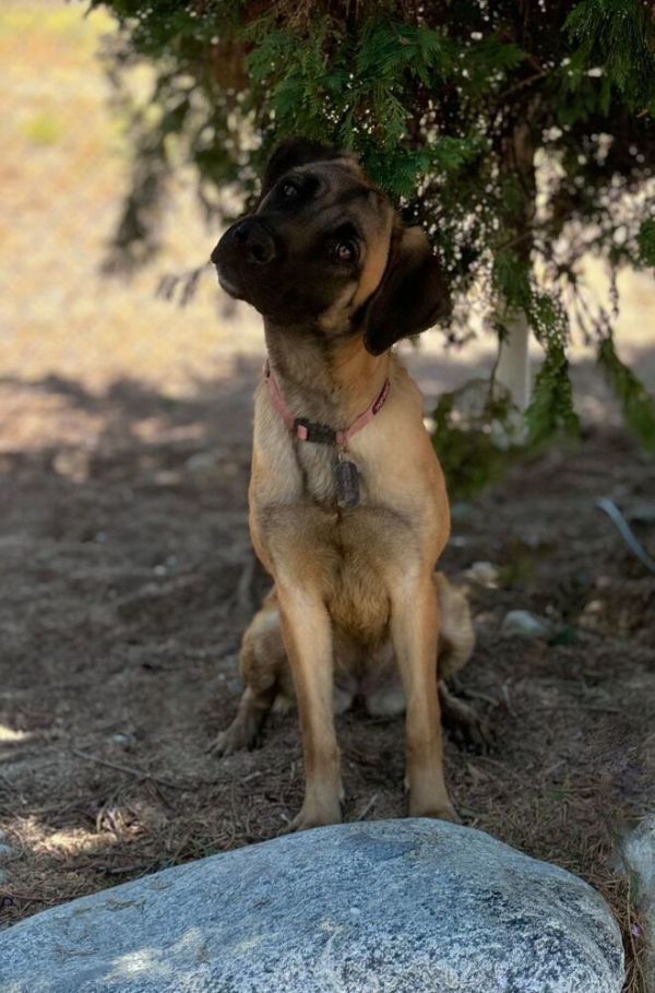 Buttercup thumbnail 3