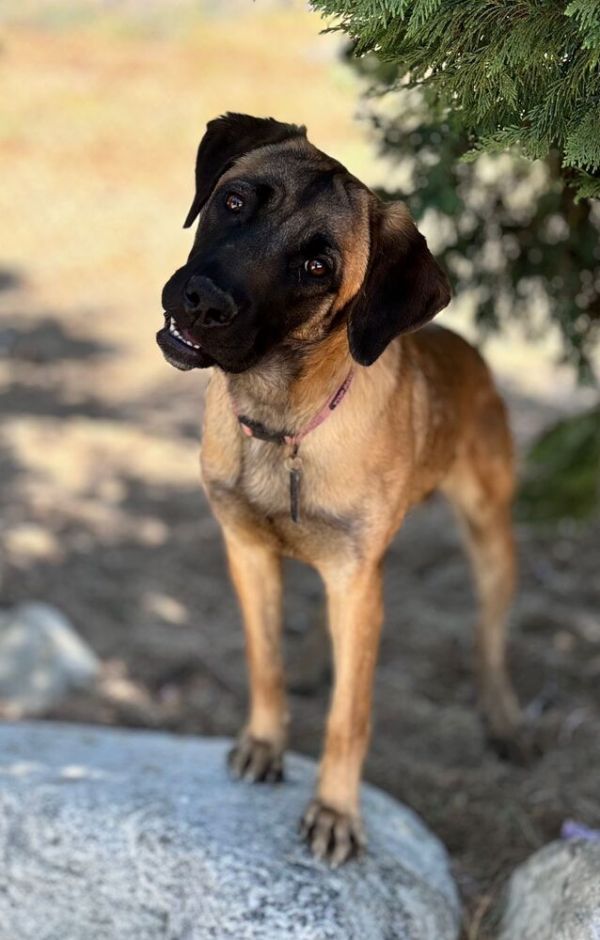 Buttercup thumbnail 4