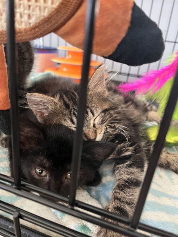 Juniper Bzmc thumbnail 3