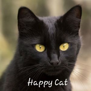 Happy Cat #happy-all-the-time