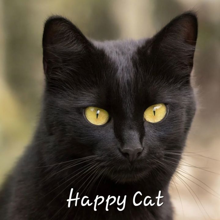 Happy Cat #happy-all-the-time 1