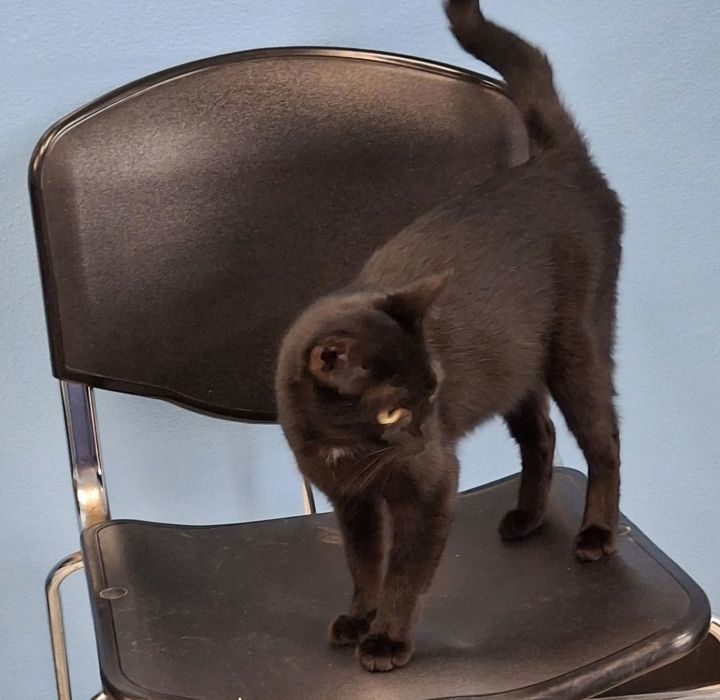 Happy Cat #happy-all-the-time 2