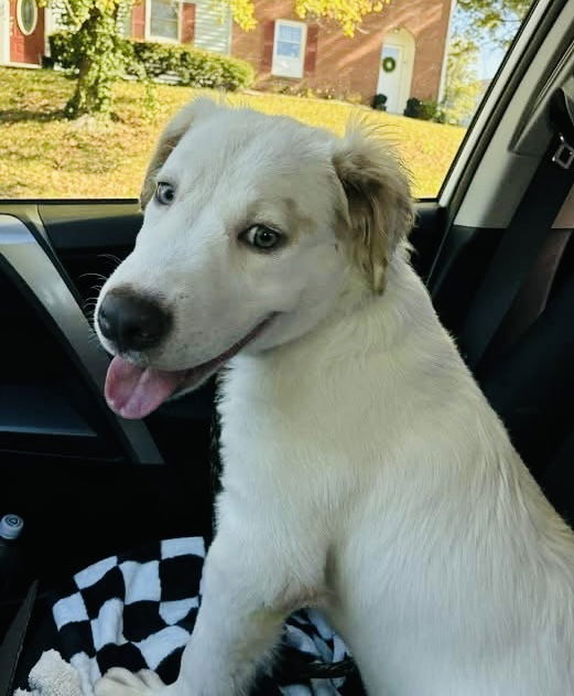 Fluffernutter thumbnail 3