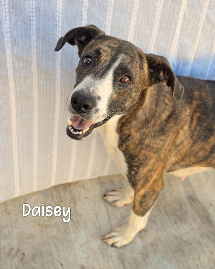 Daisey