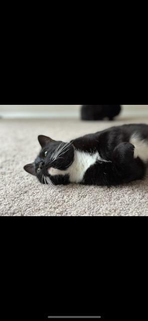 Kowalsky thumbnail 3