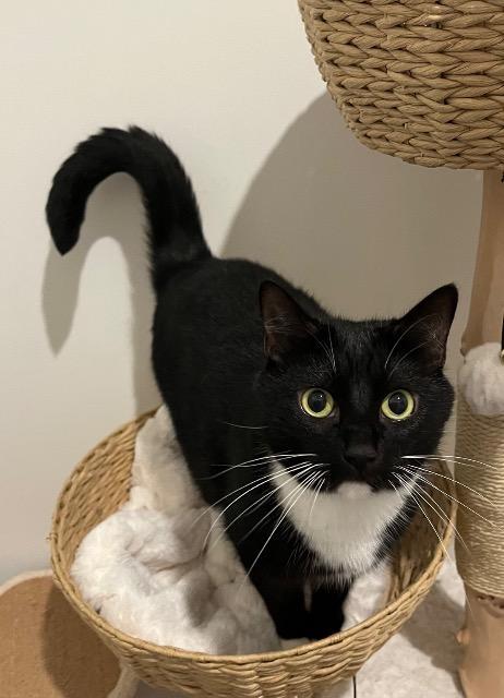 Kowalsky thumbnail 4