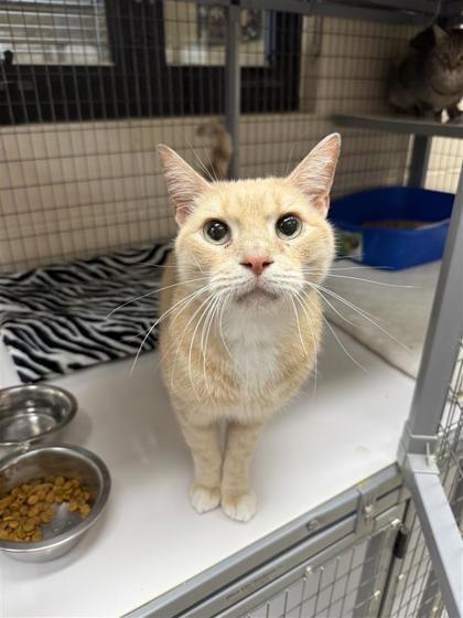 Max, an adoptable Domestic Short Hair in Hutchinson, KS, 67504 | Photo Image 1