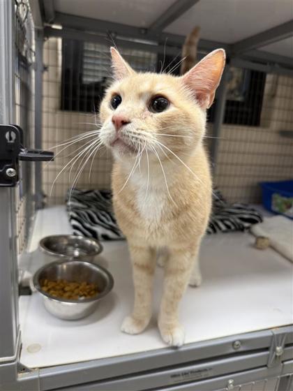 Max, an adoptable Domestic Short Hair in Hutchinson, KS, 67504 | Photo Image 2