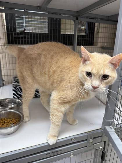Max, an adoptable Domestic Short Hair in Hutchinson, KS, 67504 | Photo Image 3