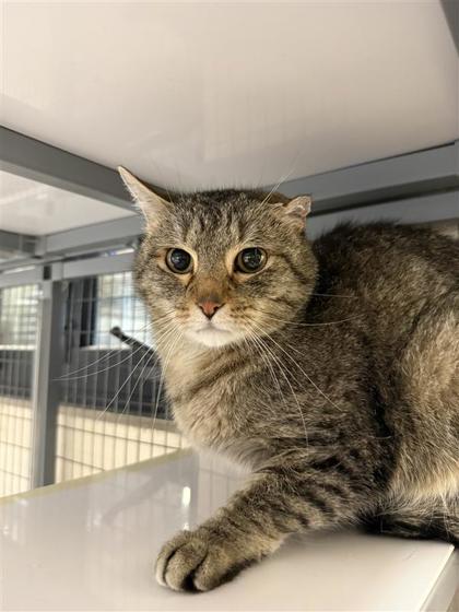 Murdock, an adoptable Domestic Short Hair in Hutchinson, KS, 67504 | Photo Image 1