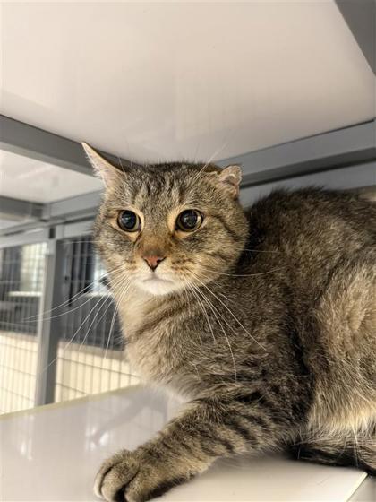 Murdock, an adoptable Domestic Short Hair in Hutchinson, KS, 67504 | Photo Image 2