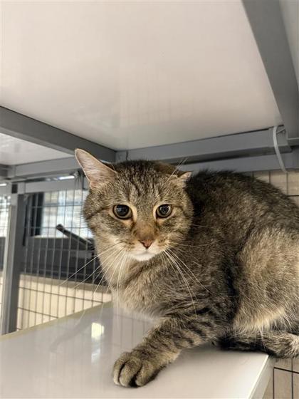 Murdock, an adoptable Domestic Short Hair in Hutchinson, KS, 67504 | Photo Image 3