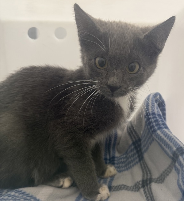 Hershel * Barn Home Needed *