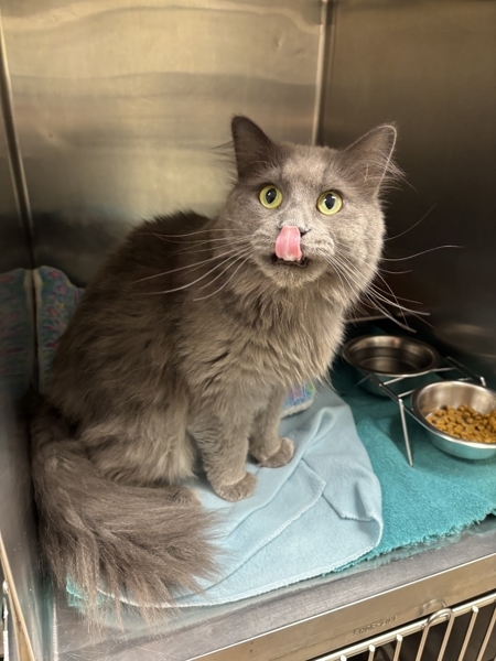 Pumba, an adoptable Domestic Long Hair in Great Falls, MT, 59405 | Photo Image 1