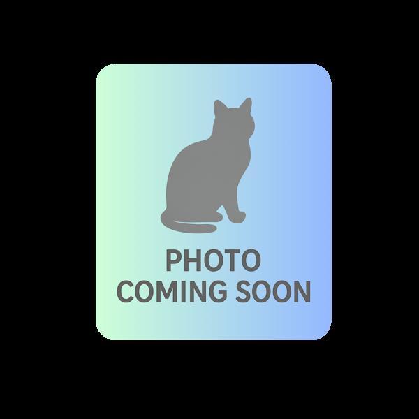 Pumba, an adoptable Domestic Long Hair in Great Falls, MT, 59405 | Photo Image 2