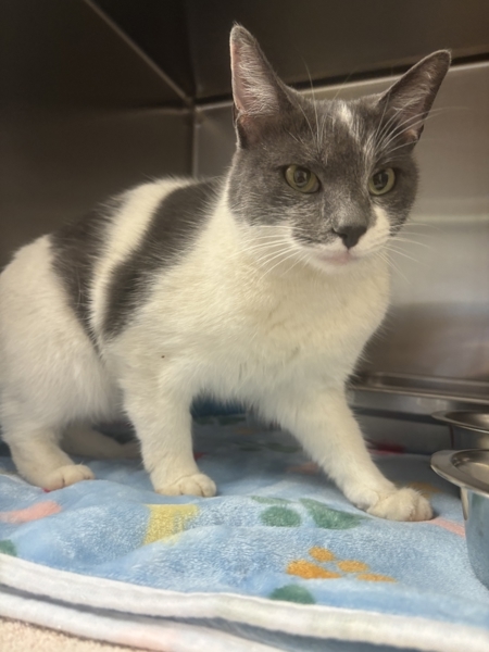 Claudia, an adoptable Domestic Short Hair in Great Falls, MT, 59405 | Photo Image 1