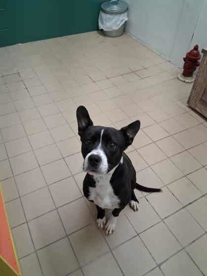 Axel