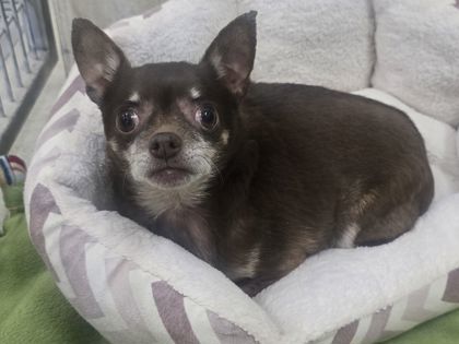 Milo