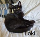 Loki's profile on Petfinder.com