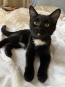 Cinder's profile on Petfinder.com