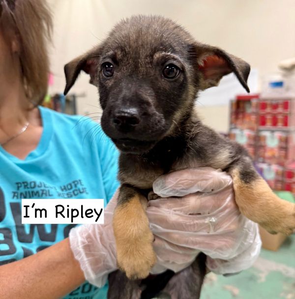 RIPLEY