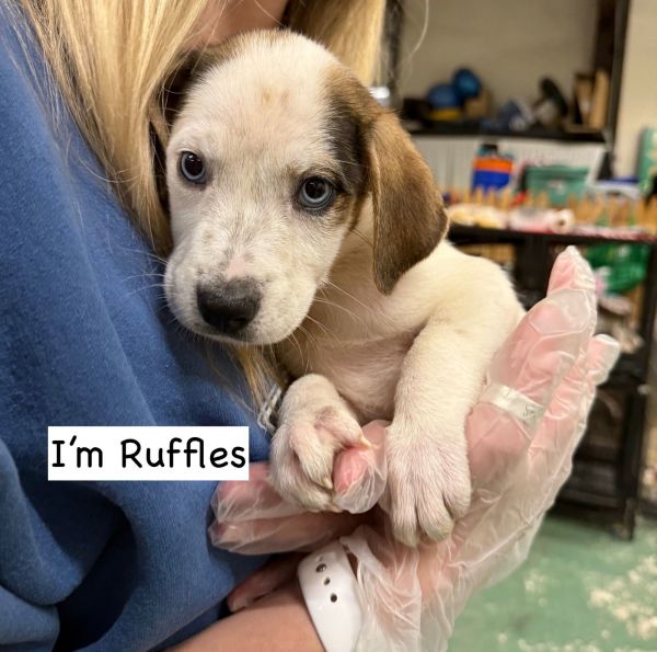 RUFFLES
