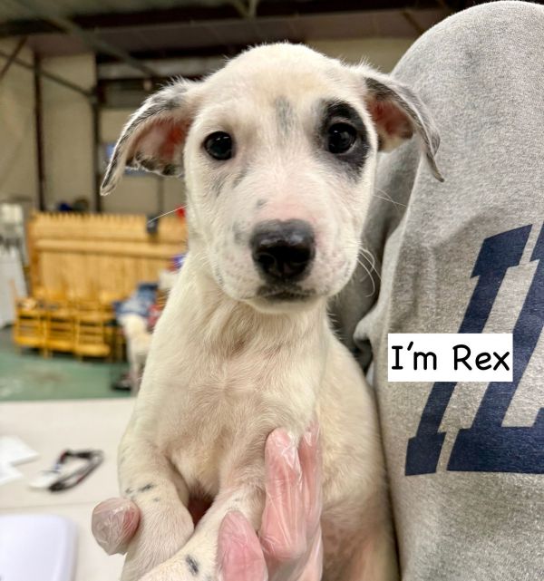 REX
