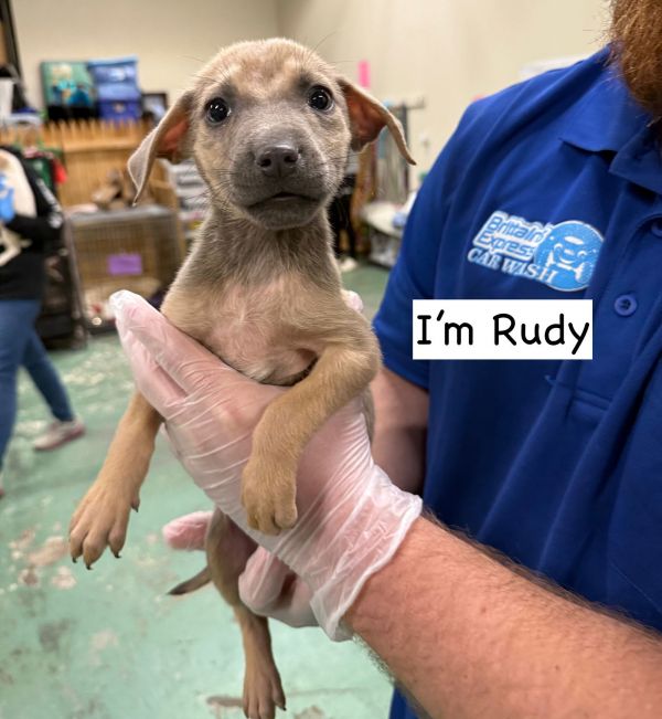 RUDY