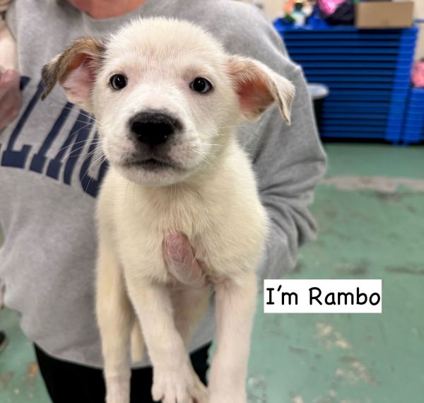 RAMBO