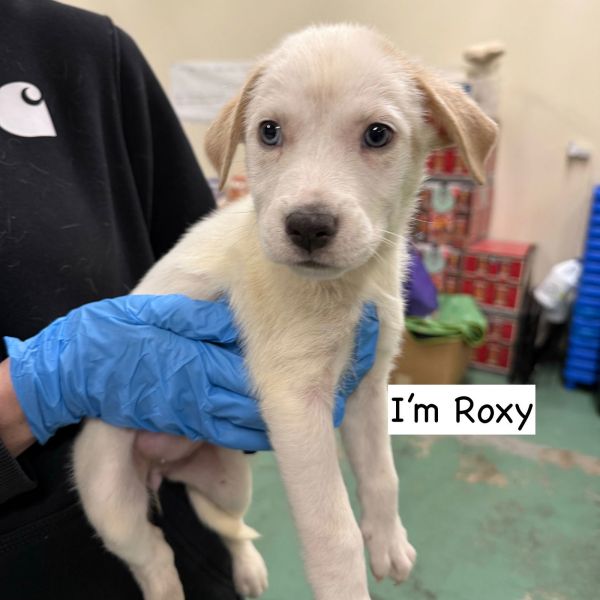 ROXY