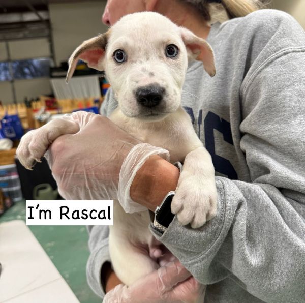 RASCAL