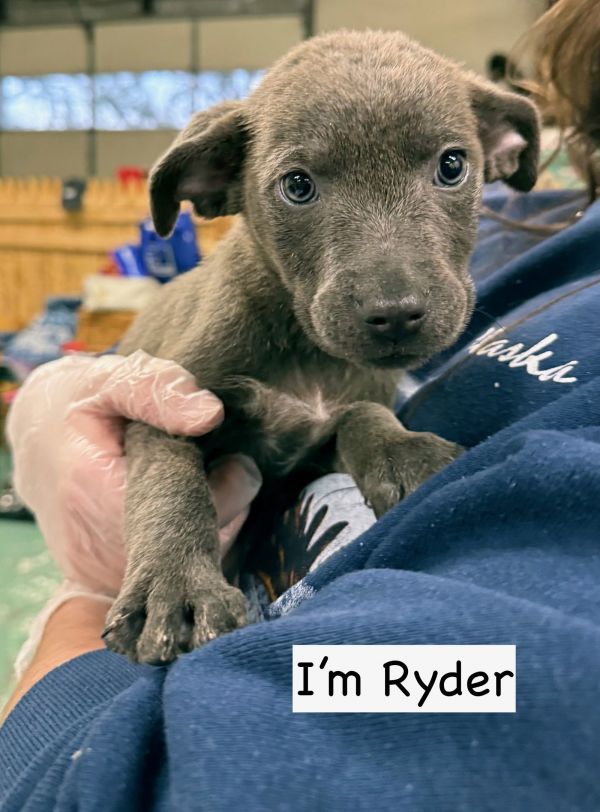 RYDER