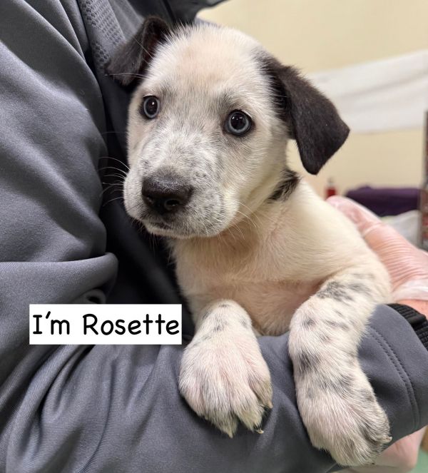 ROSETTE