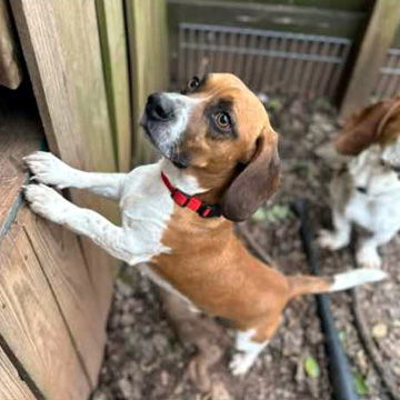 ASHER - ADOPTION PENDING!