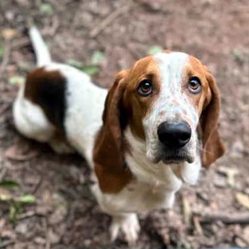 CLARENCE - ADOPTION PENDING!