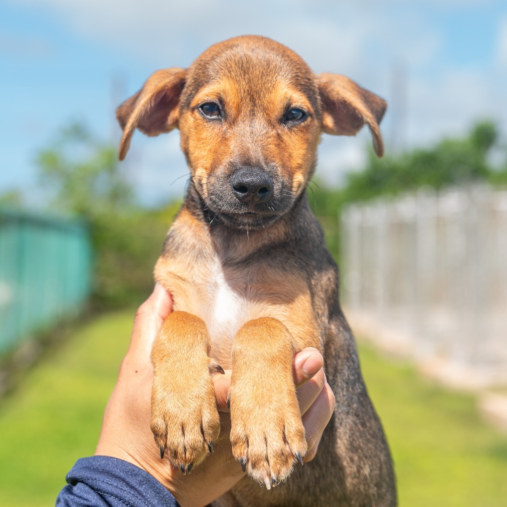 Chocolate, an adoptable Affenpinscher in Mangilao, GU, 96923 | Photo Image 1