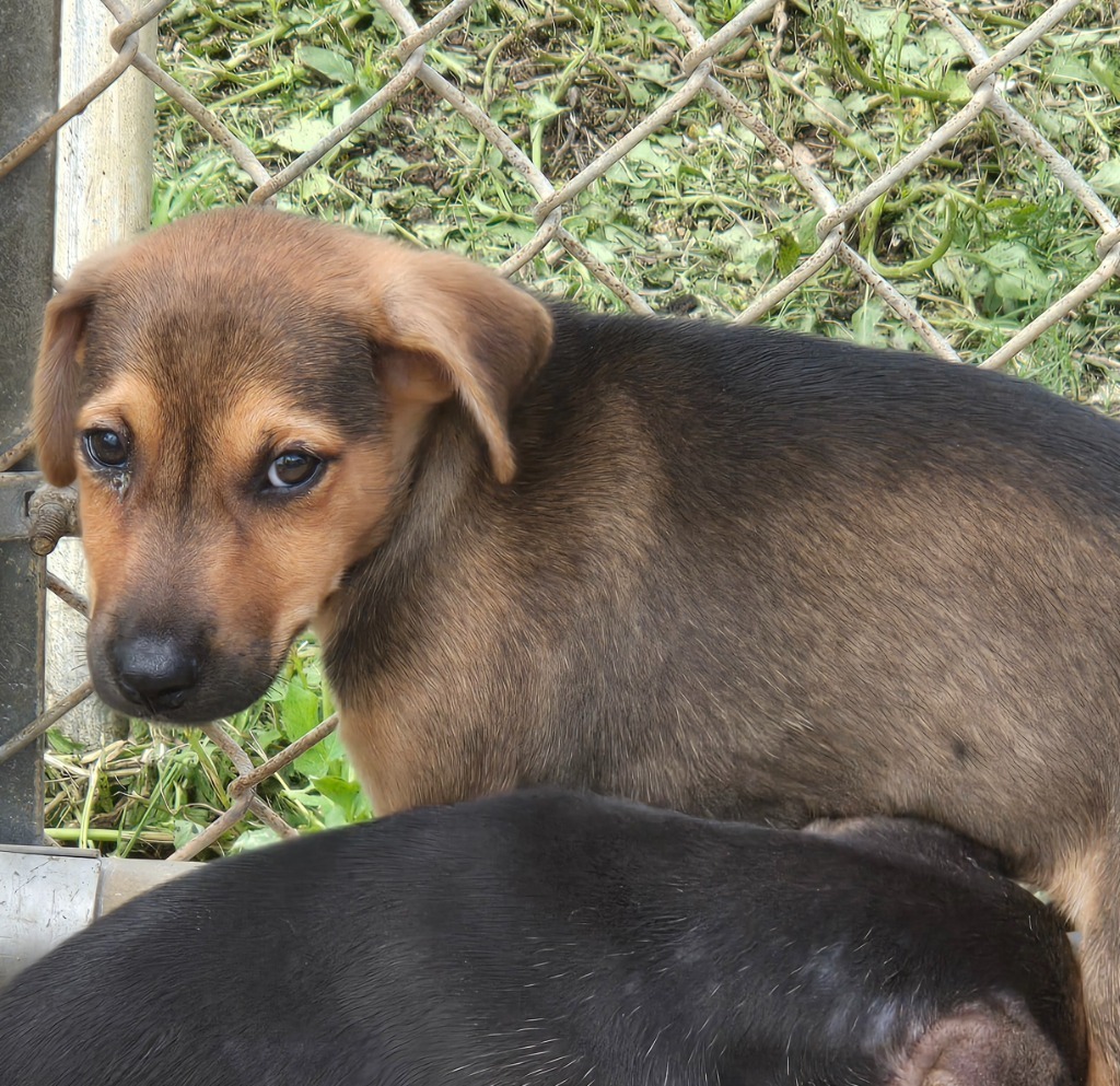 Chocolate, an adoptable Affenpinscher in Mangilao, GU, 96923 | Photo Image 2