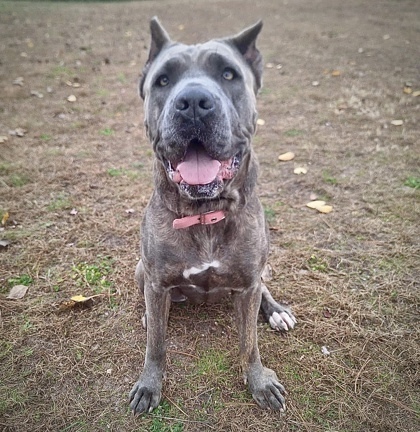 Mocha, an adoptable Cane Corso, Mixed Breed in Gwinn, MI, 49841 | Photo Image 1