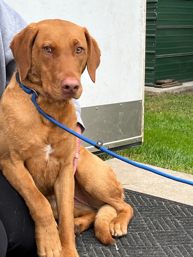 Norah, an adoptable Labrador Retriever, Chesapeake Bay Retriever in Virginia, MN, 55792 | Photo Image 1