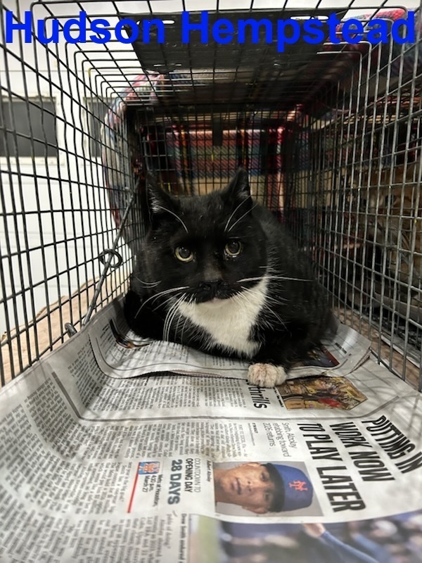 Hudson Hempstead thumbnail 2