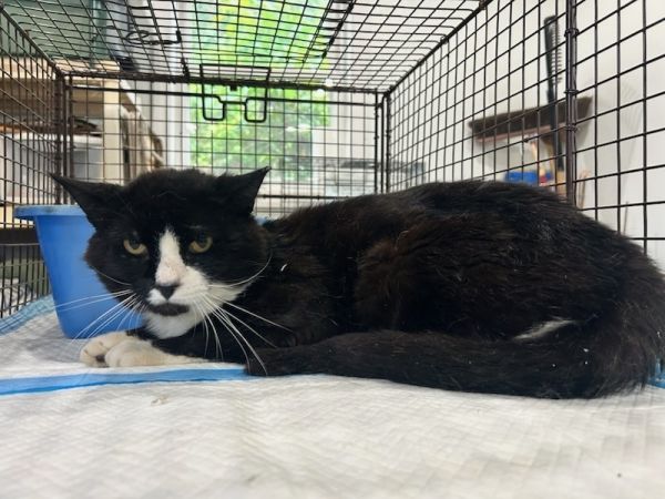 Harry Hempstead thumbnail 2