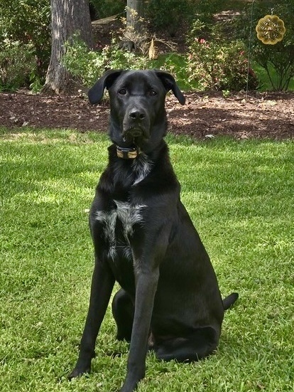 Clyde