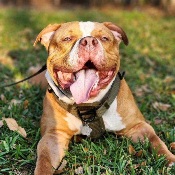 Hiemdall - Adoption Pending