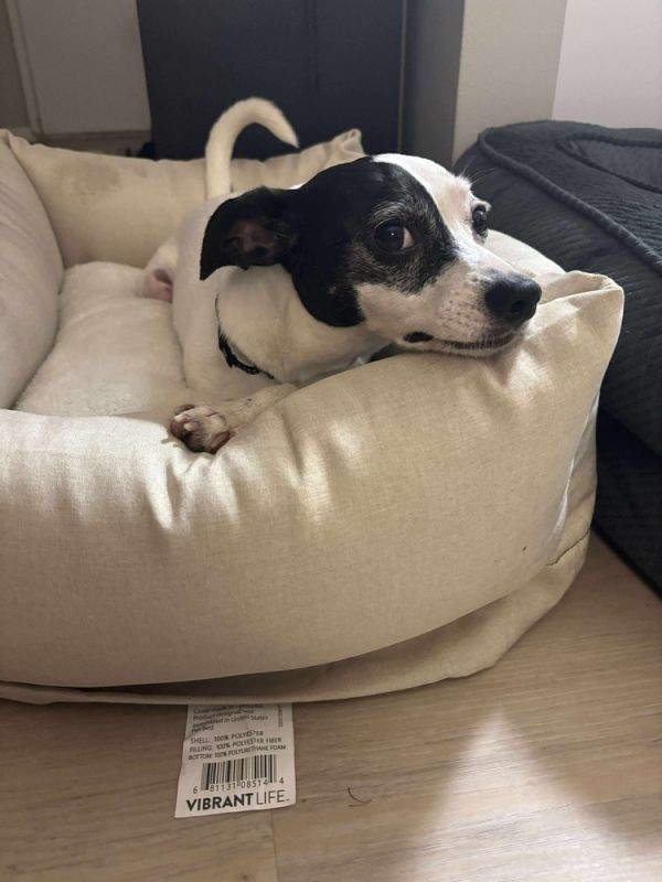 Spidey - Adoption Pending