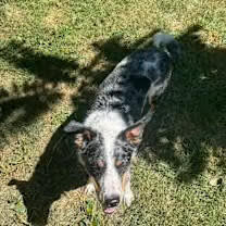 Walter