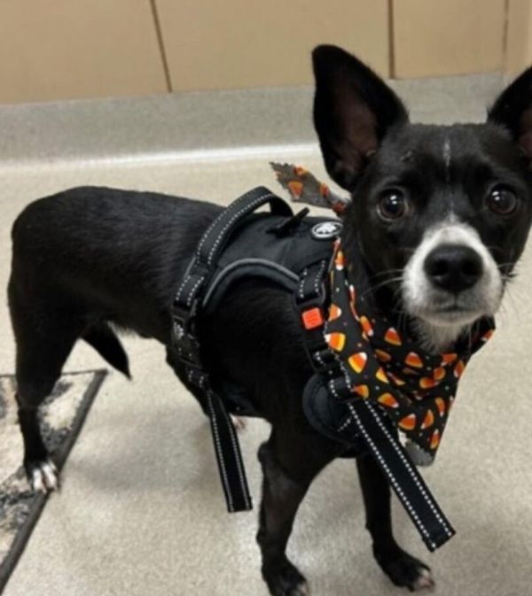 Jack (Chi mix)