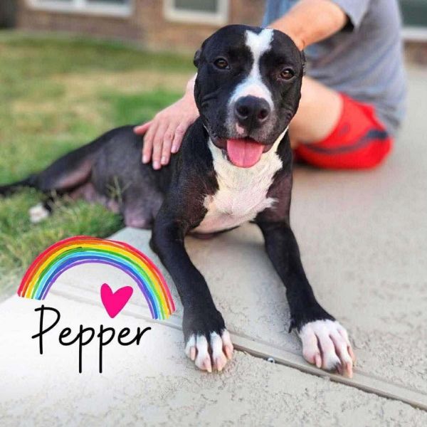Pepper