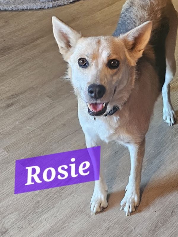 Rosie